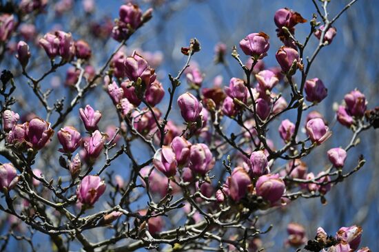 Цветение камелий и магнолий в Сочи