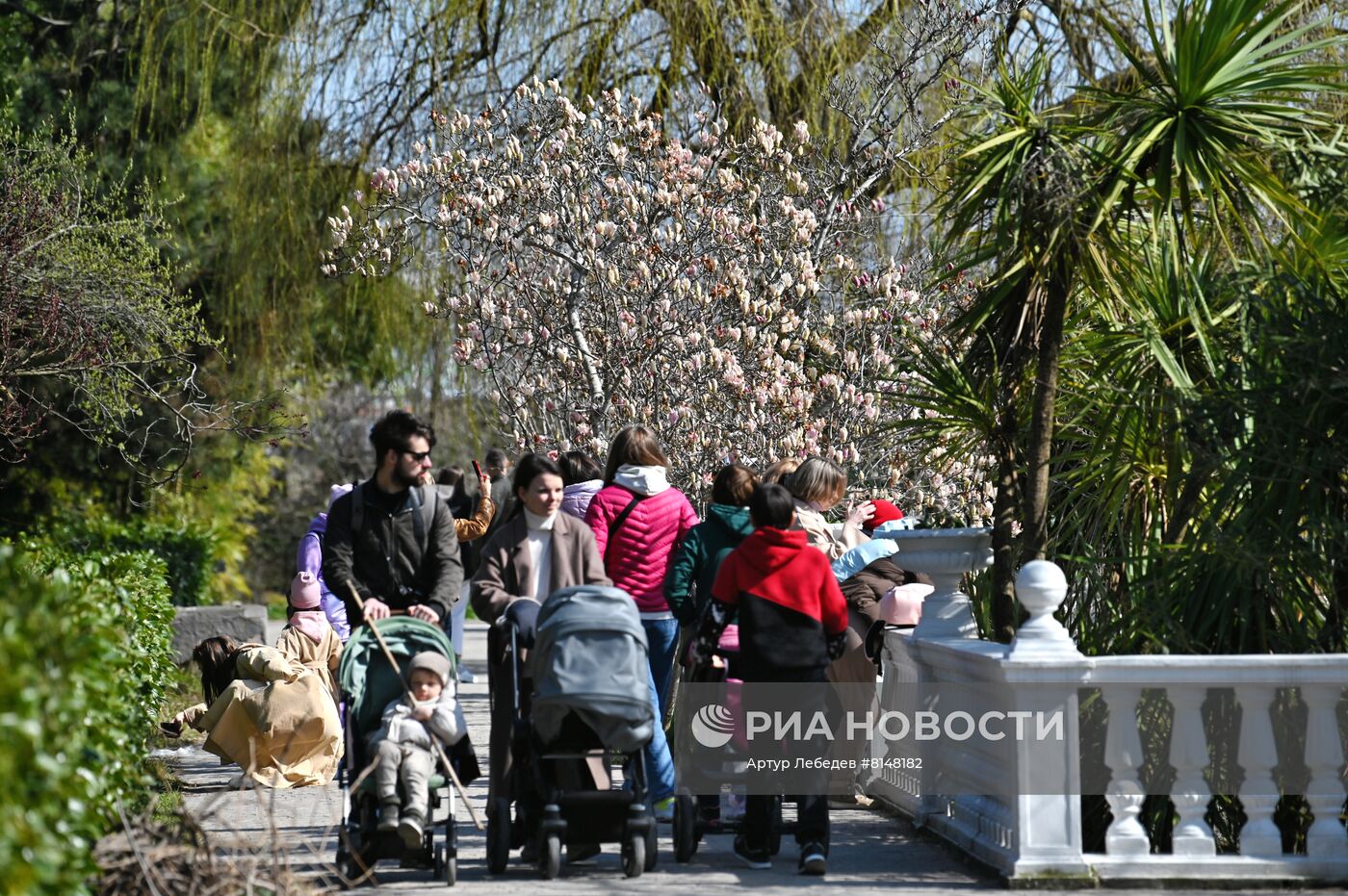 Цветение камелий и магнолий в Сочи