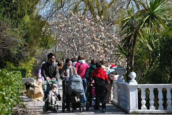 Цветение камелий и магнолий в Сочи