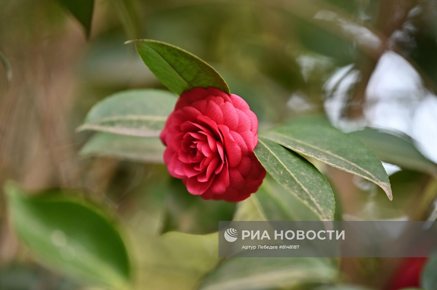 Цветение камелий и магнолий в Сочи