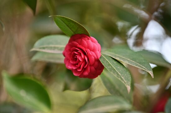 Цветение камелий и магнолий в Сочи