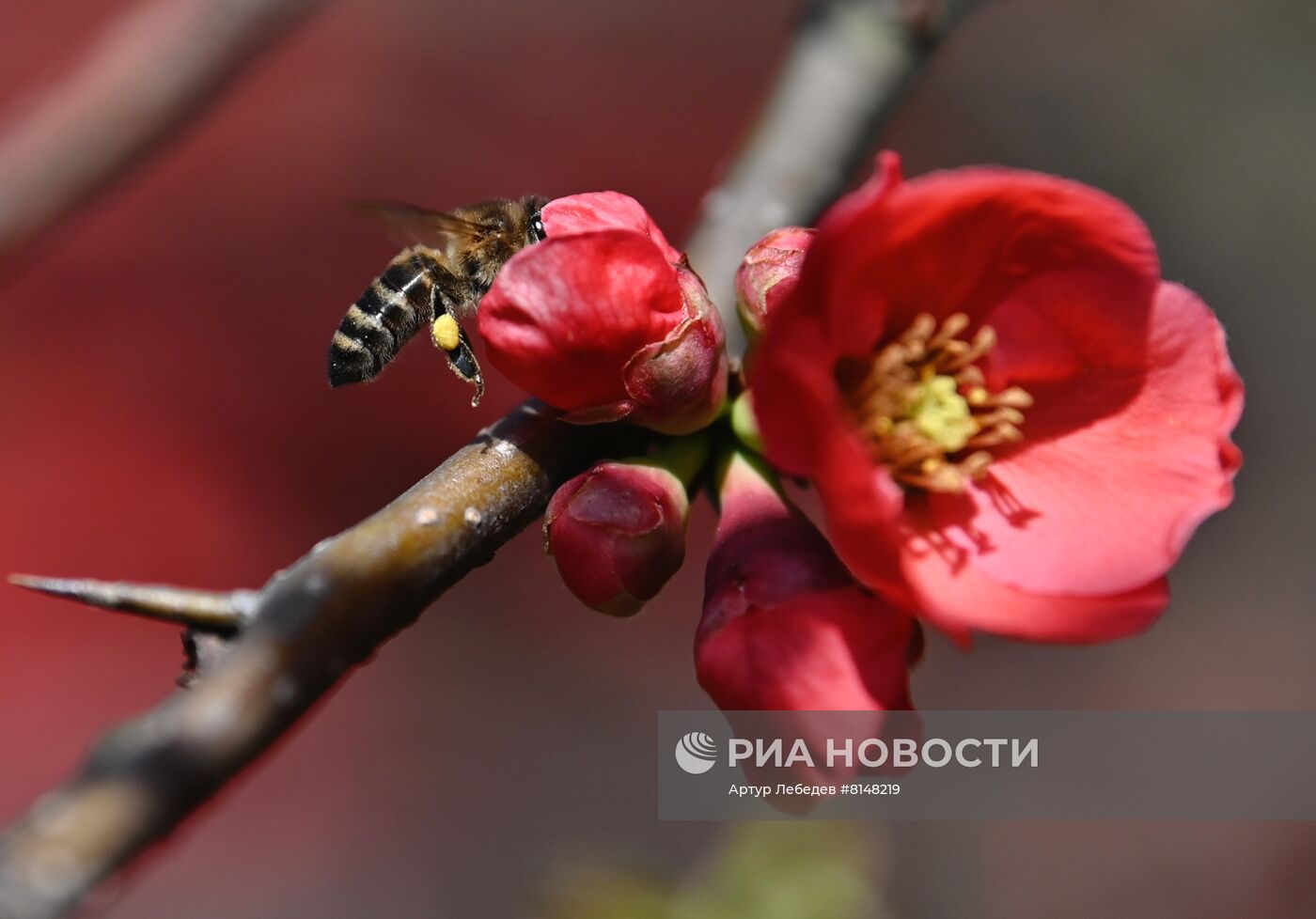 Цветение камелий и магнолий в Сочи