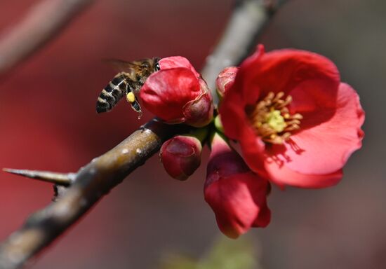 Цветение камелий и магнолий в Сочи