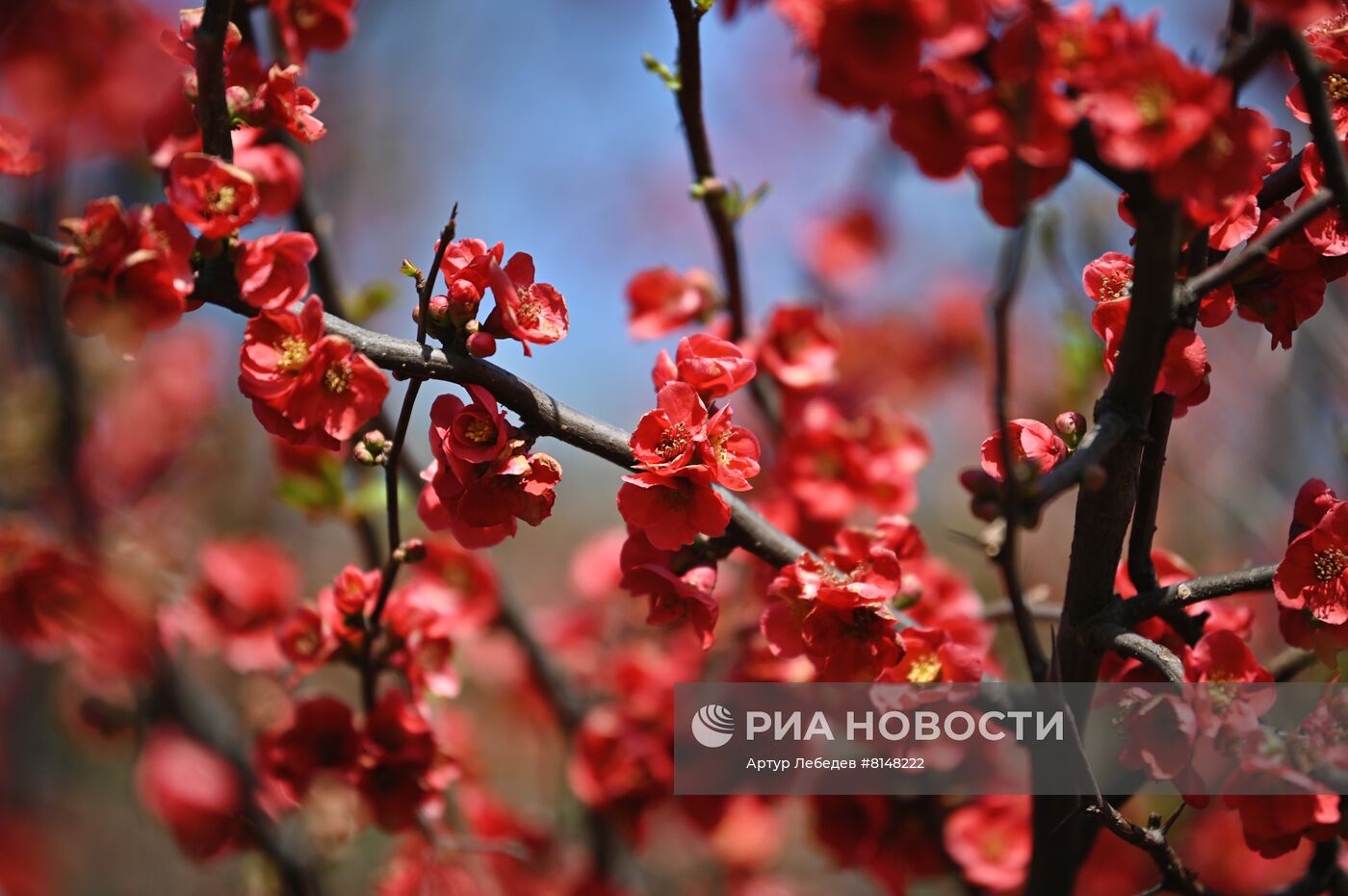 Цветение камелий и магнолий в Сочи