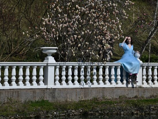 Цветение камелий и магнолий в Сочи