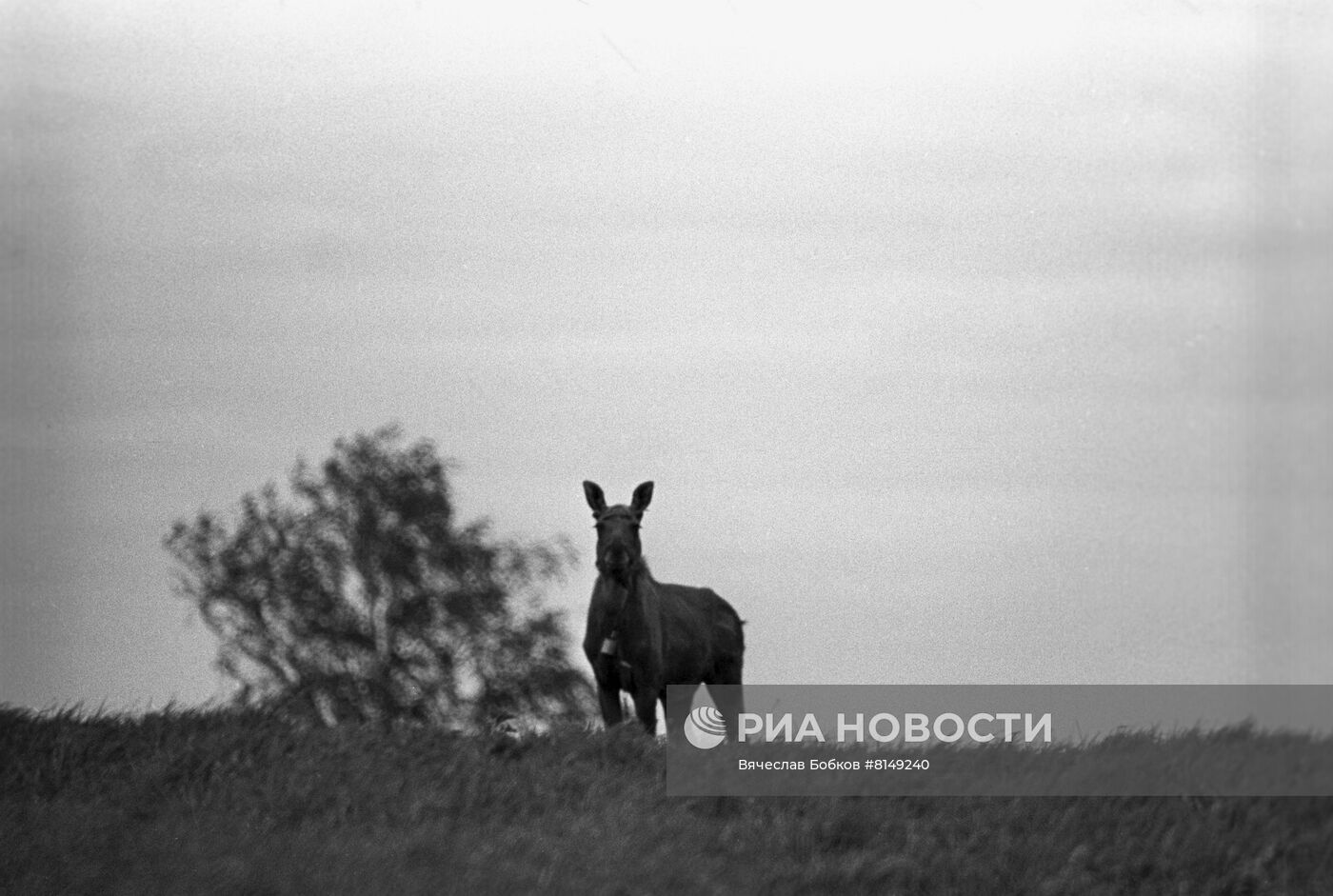 Лосиная ферма в Костромской области