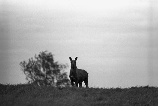 Лосиная ферма в Костромской области