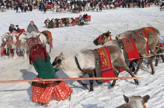 Празднование Дня оленевода в Салехарде