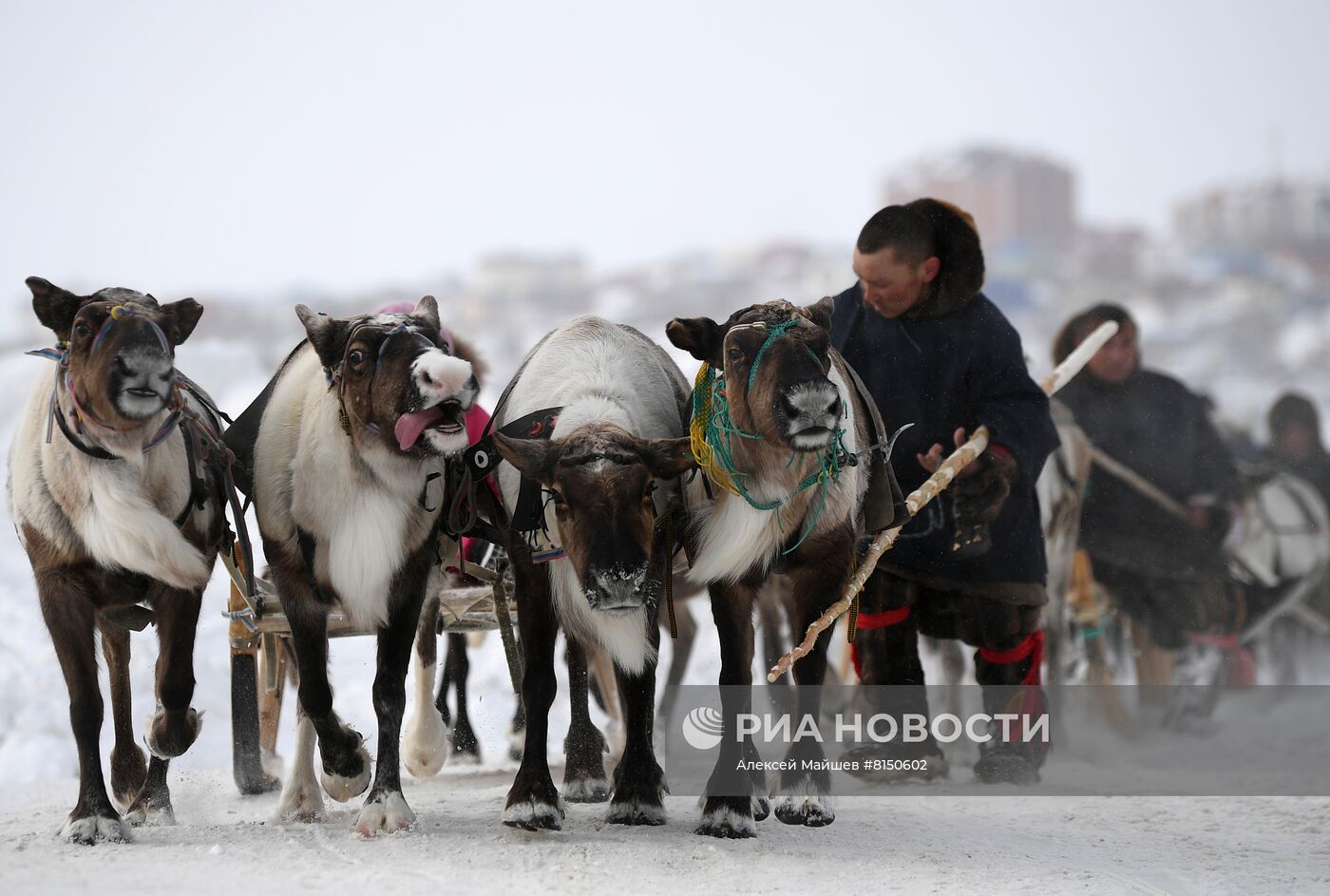 Празднование Дня оленевода в Салехарде