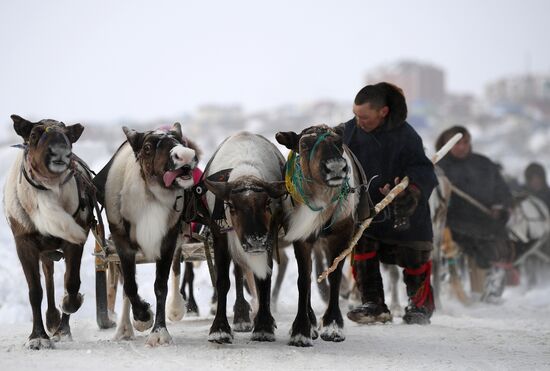 Празднование Дня оленевода в Салехарде