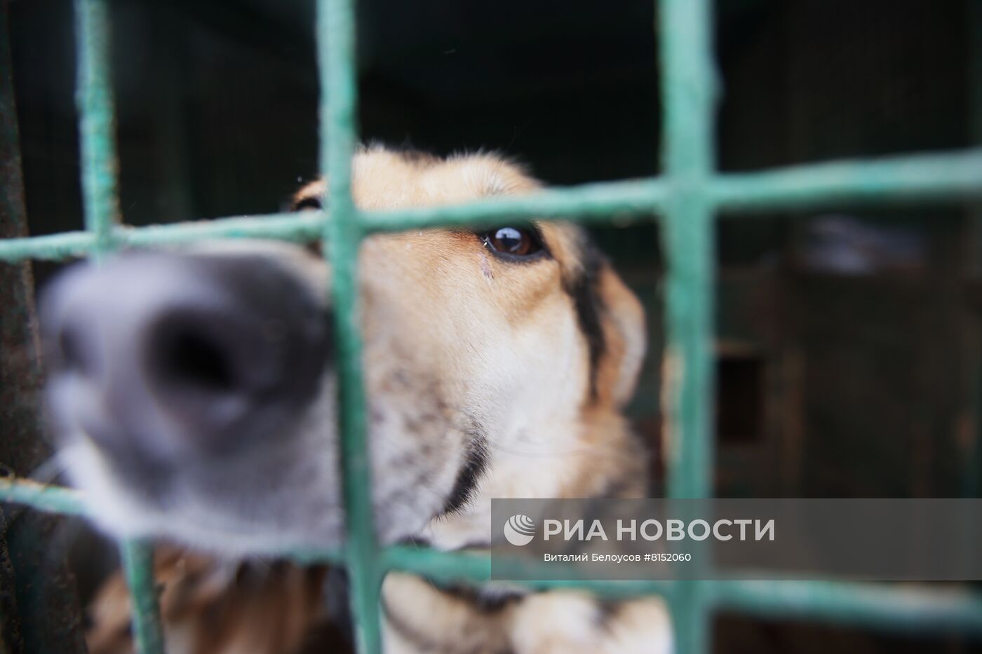 Работа приюта для бездомных животных в Москве