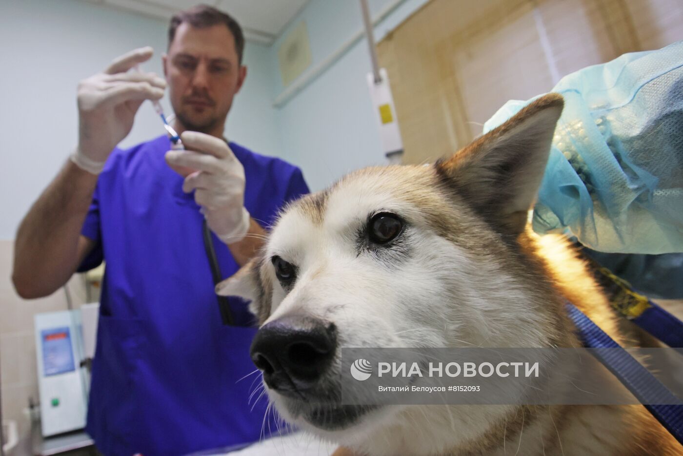 Работа приюта для бездомных животных в Москве