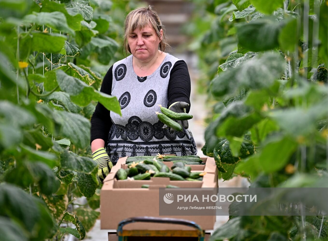 Начало сбора урожая огурцов в Сочи