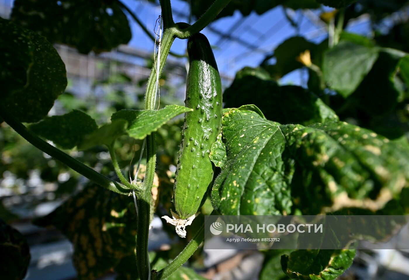 Начало сбора урожая огурцов в Сочи