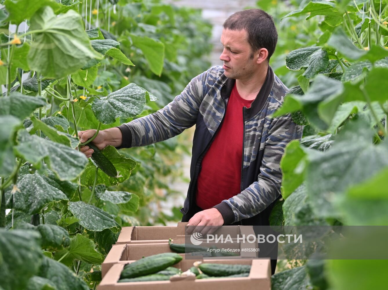 Начало сбора урожая огурцов в Сочи