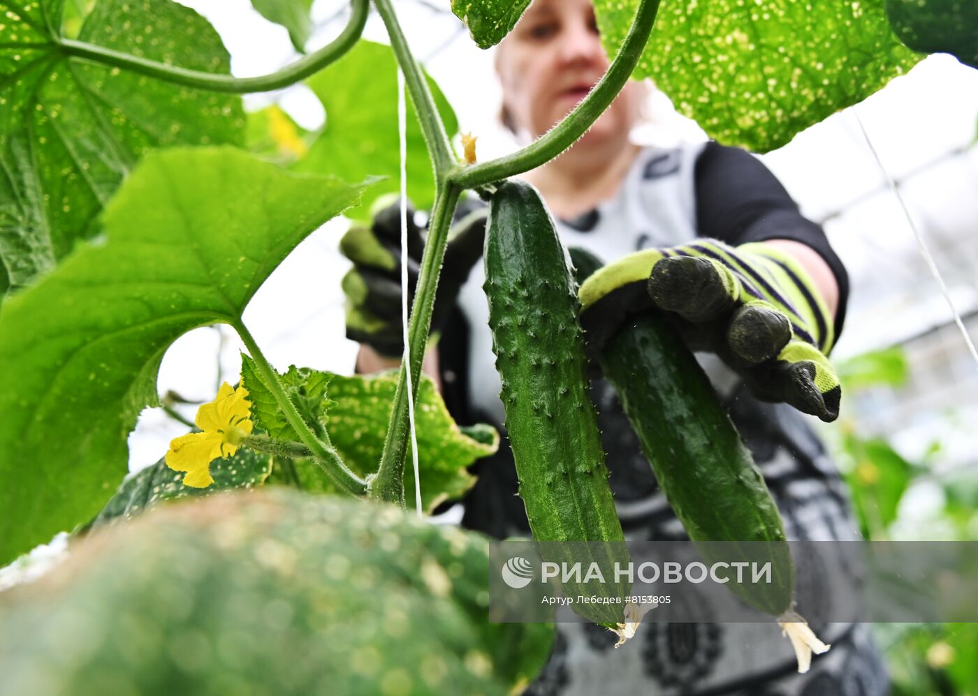 Начало сбора урожая огурцов в Сочи