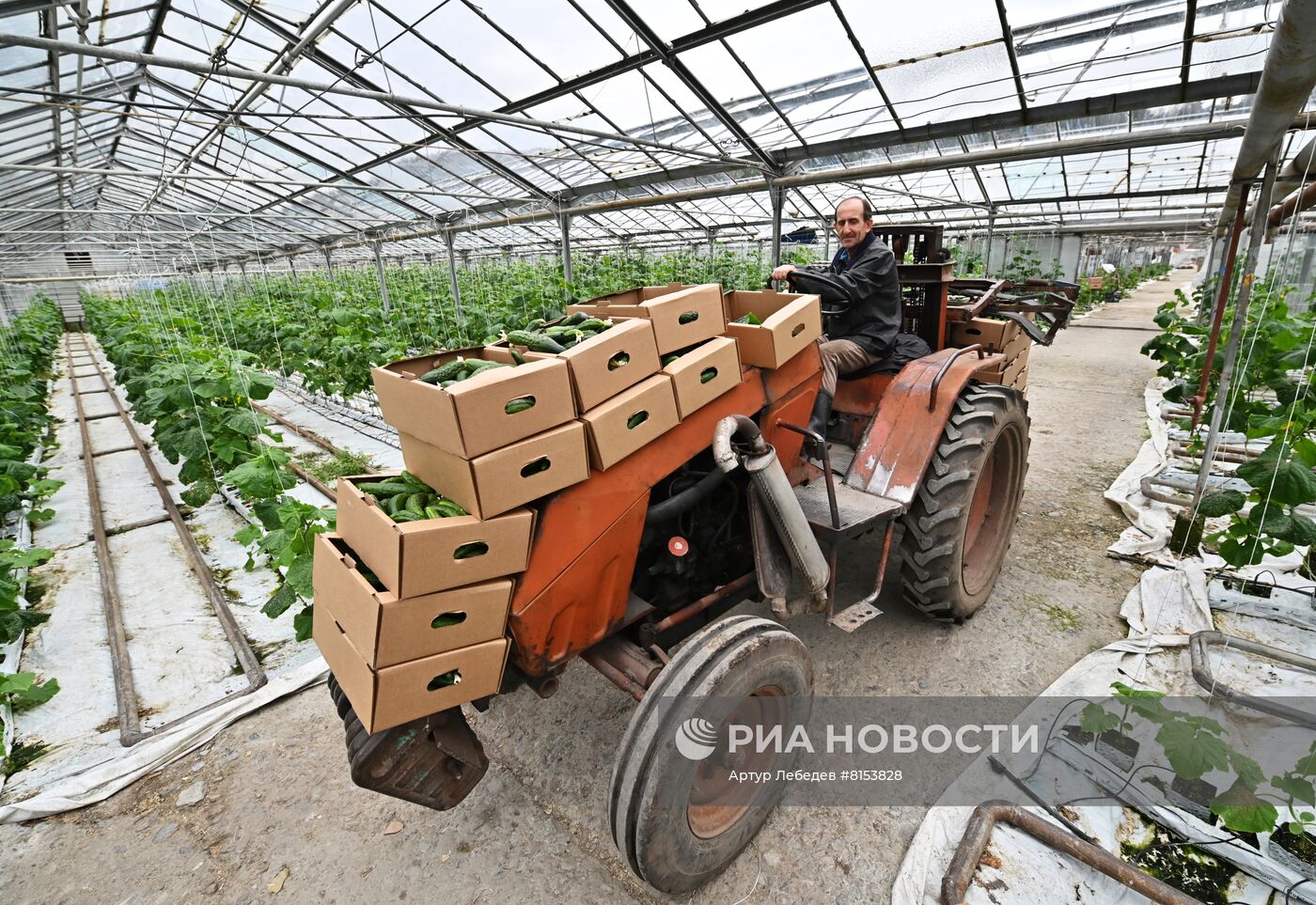 Начало сбора урожая огурцов в Сочи