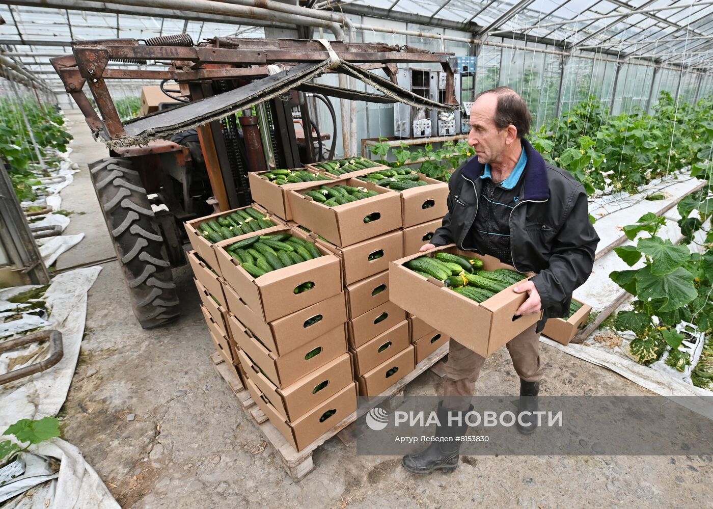 Начало сбора урожая огурцов в Сочи