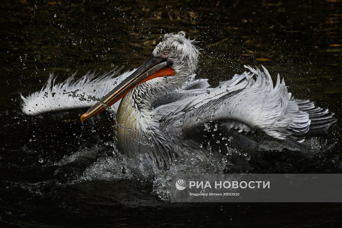 Пеликаны в Московском зоопарке