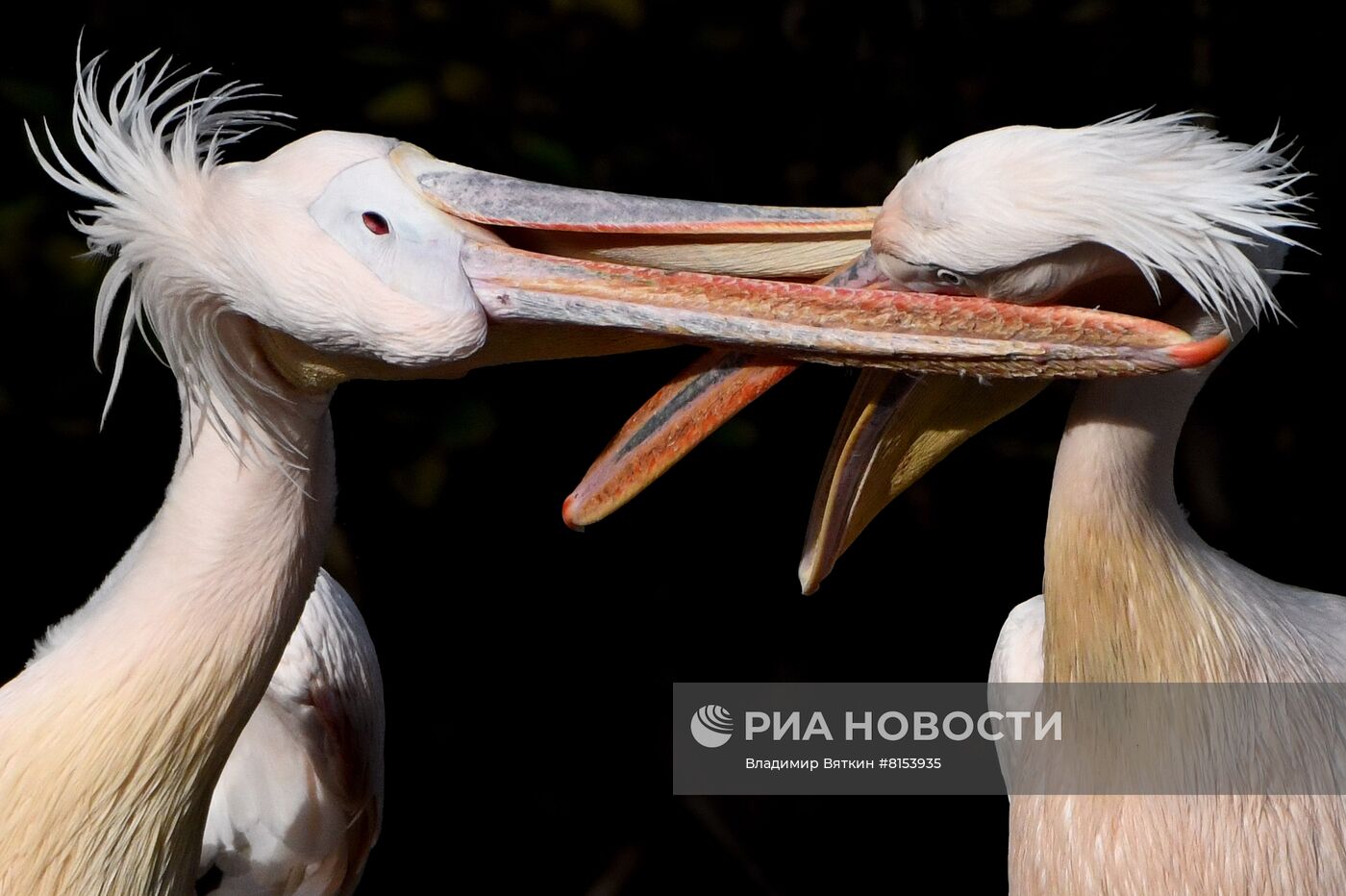 Пеликаны в Московском зоопарке