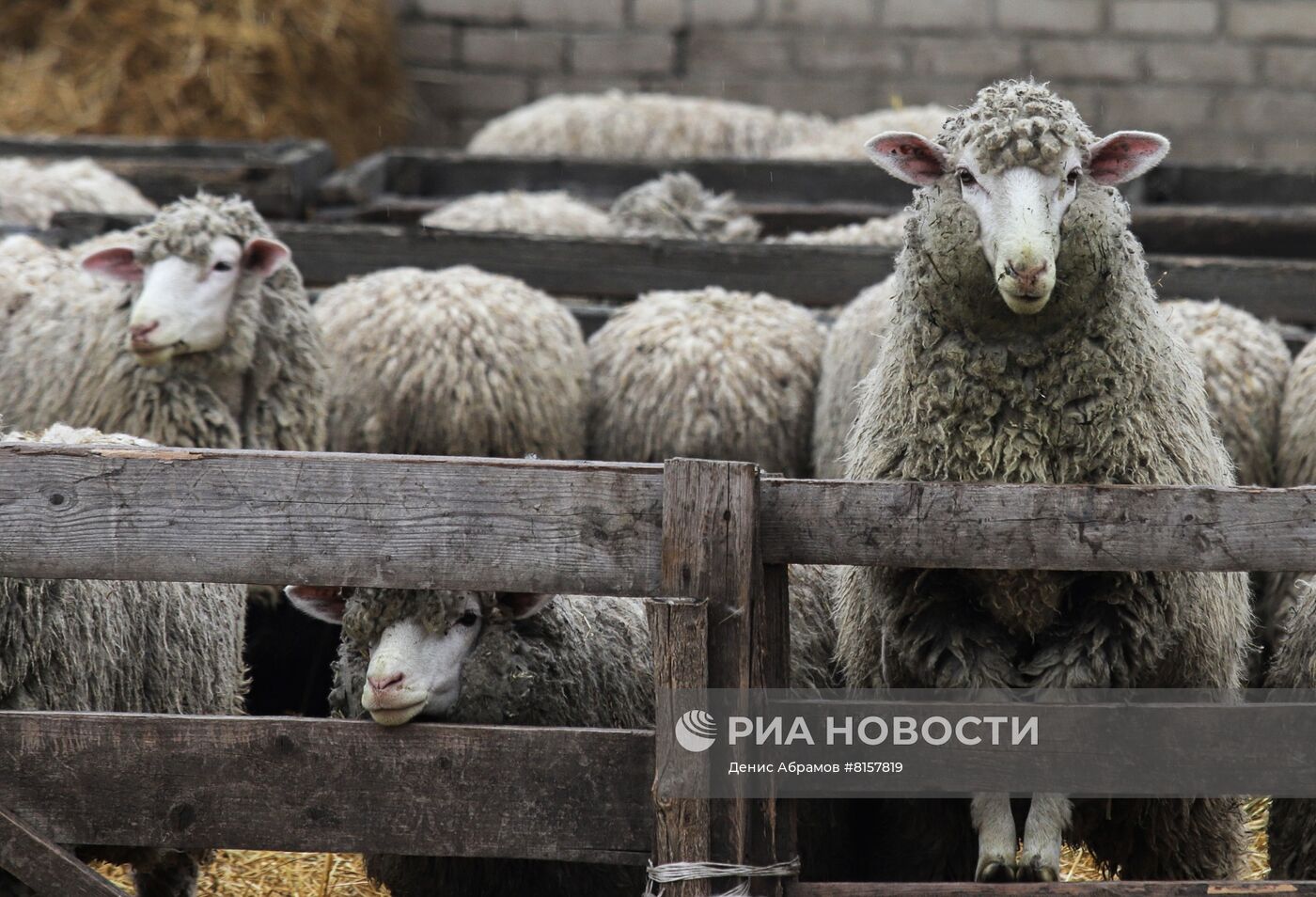 Производство шерсти на племенном заводе "Восток" в Ставропольском крае