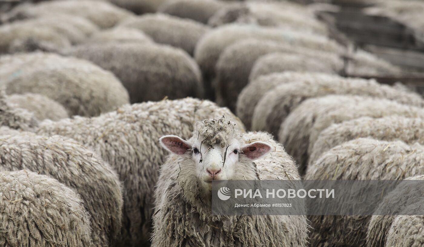 Производство шерсти на племенном заводе Восток в Ставропольском крае