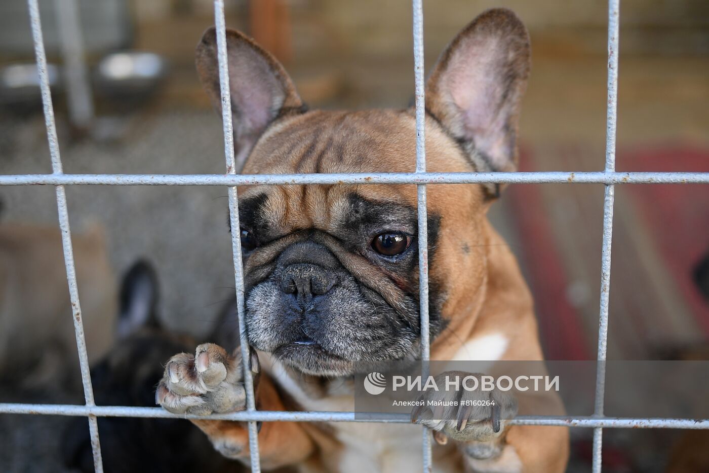 Питомник для собак в Луганске получил гуманитарную помощь