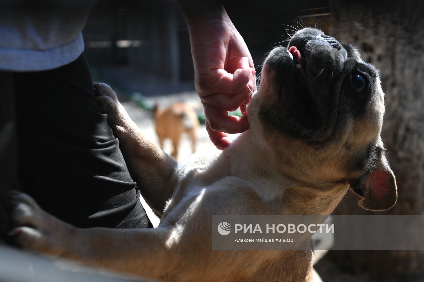 Питомник для собак в Луганске получил гуманитарную помощь