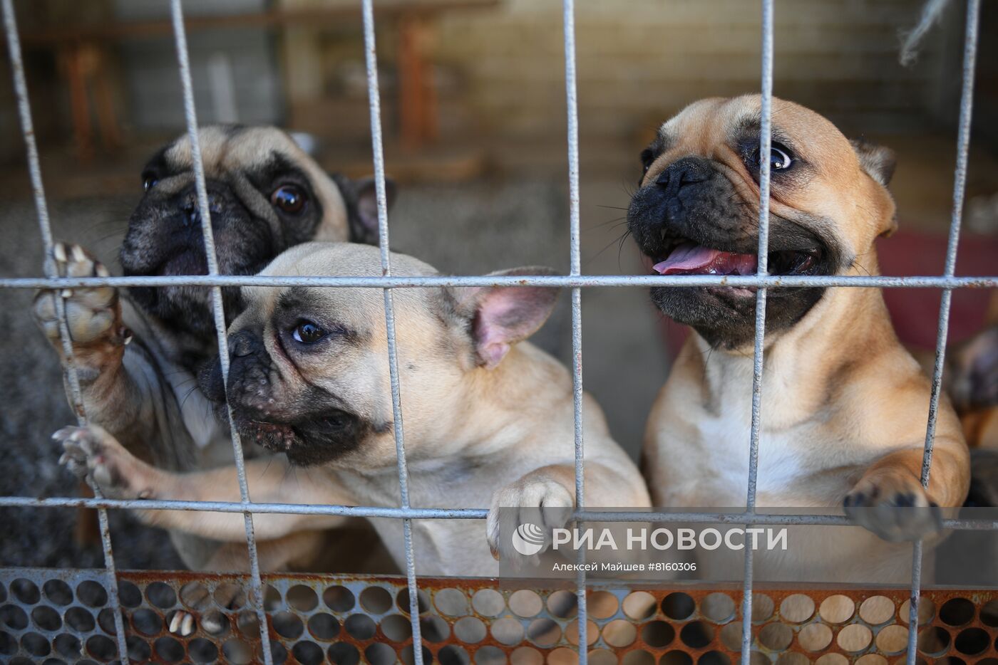 Питомник для собак в Луганске получил гуманитарную помощь