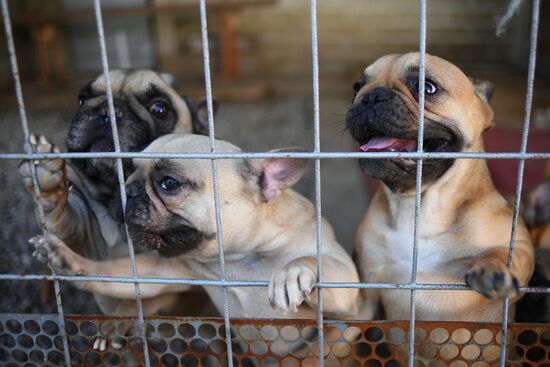 Питомник для собак в Луганске получил гуманитарную помощь