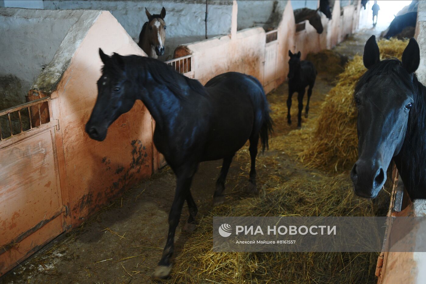 Деркульский государственный конный завод в ЛНР