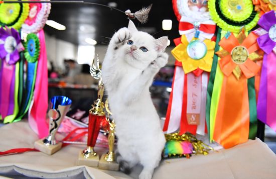 Выставка кошек "КоШарики Шоу"