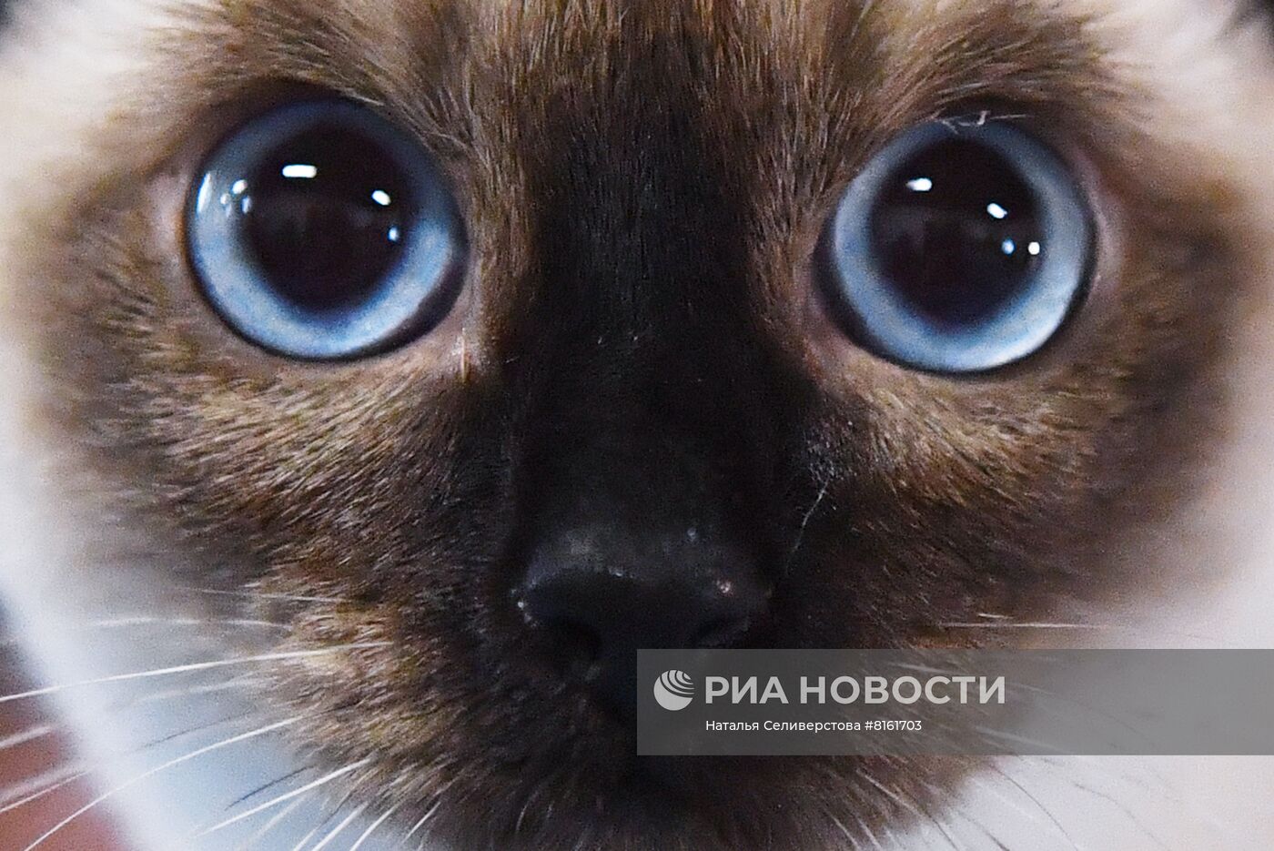 Выставка кошек "КоШарики Шоу"