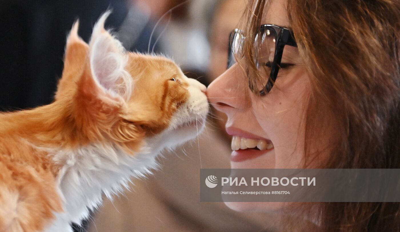 Выставка кошек "КоШарики Шоу"
