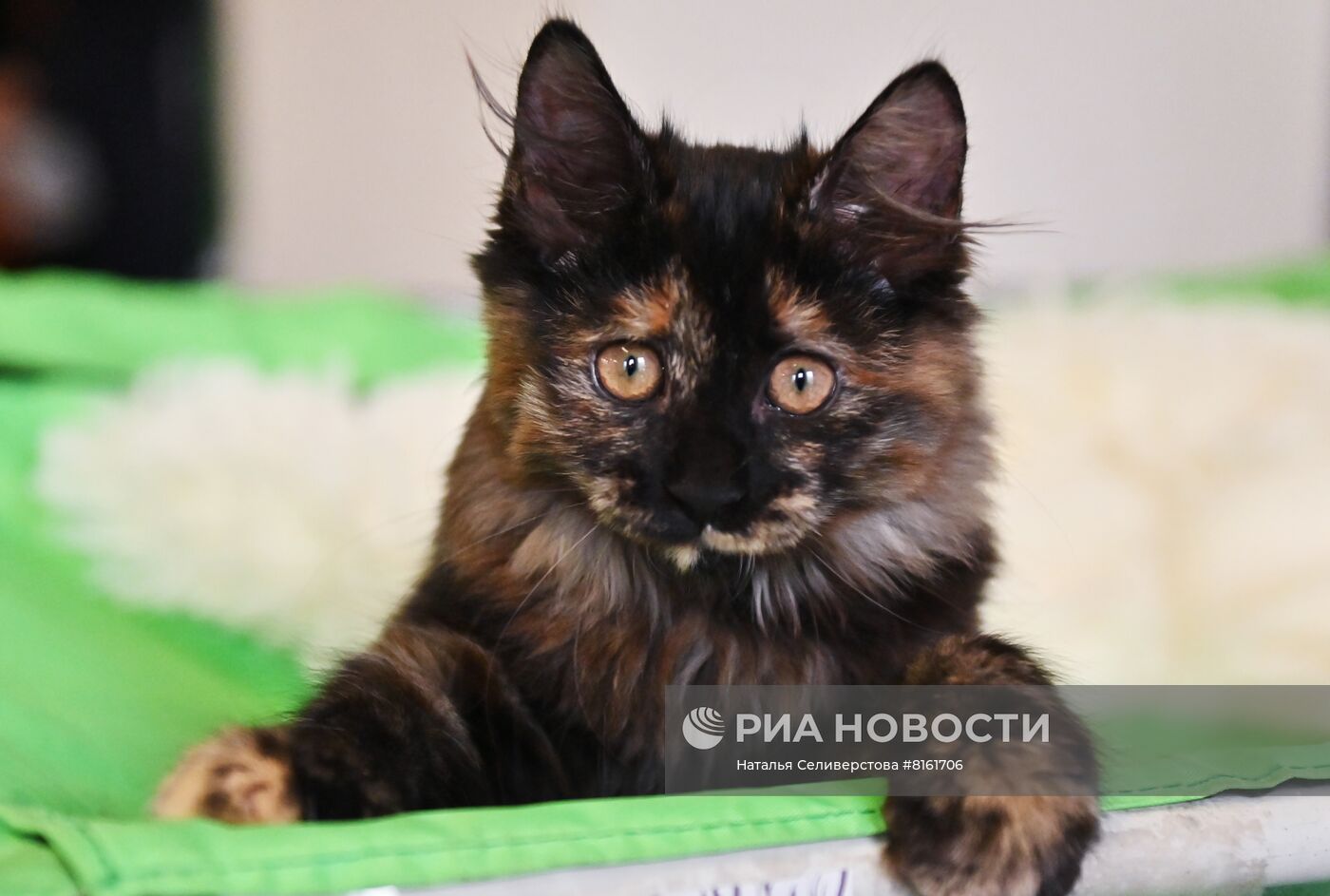 Выставка кошек "КоШарики Шоу"