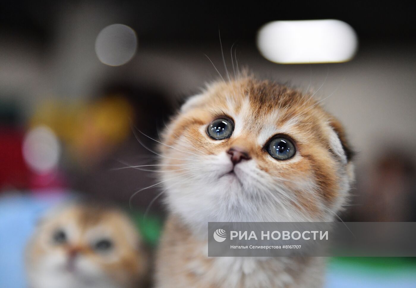 Выставка кошек "КоШарики Шоу"