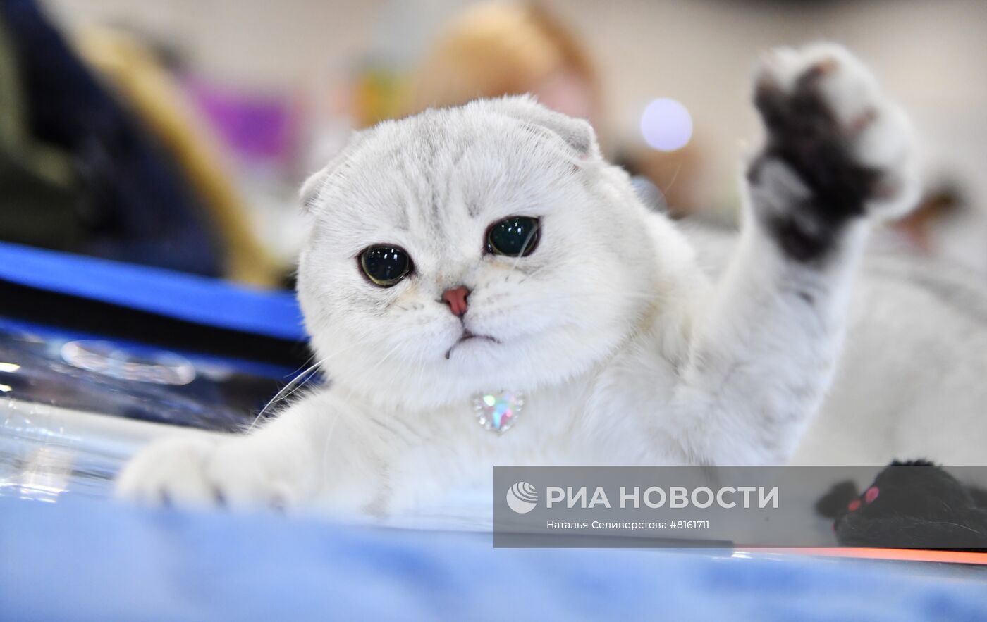 Выставка кошек "КоШарики Шоу"