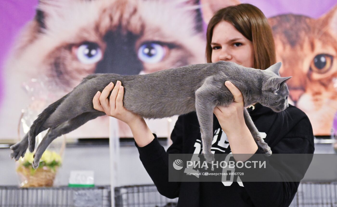 Выставка кошек "КоШарики Шоу"