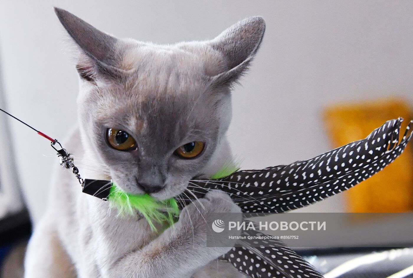 Выставка кошек "КоШарики Шоу"
