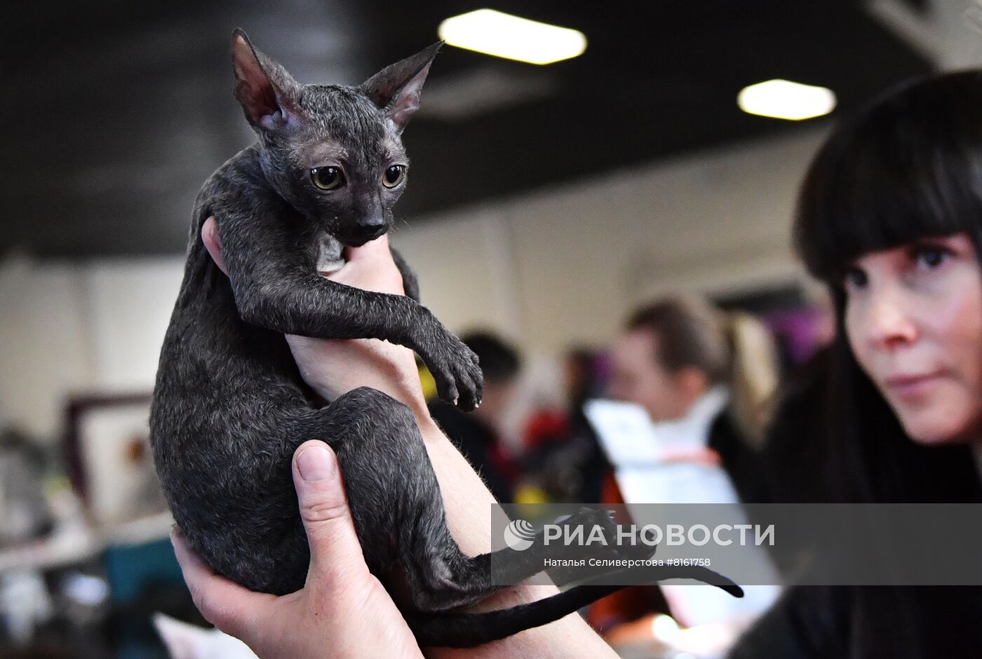 Выставка кошек "КоШарики Шоу"