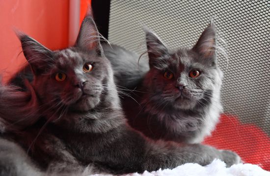 Выставка кошек "КоШарики Шоу"