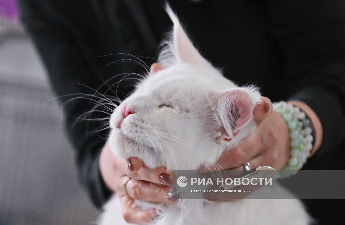 Выставка кошек "КоШарики Шоу"