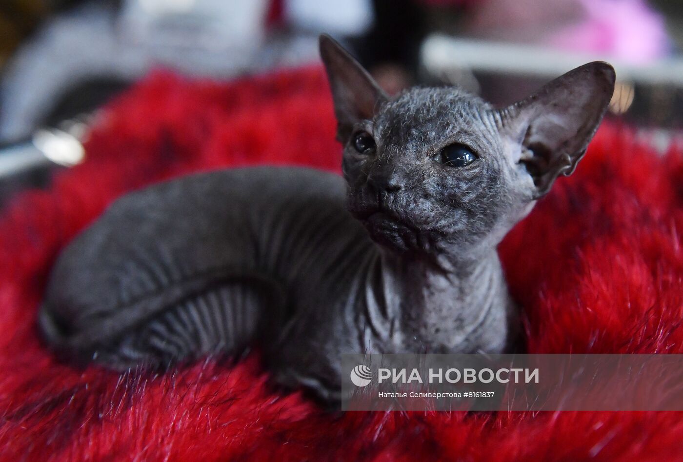 Выставка кошек "КоШарики Шоу"