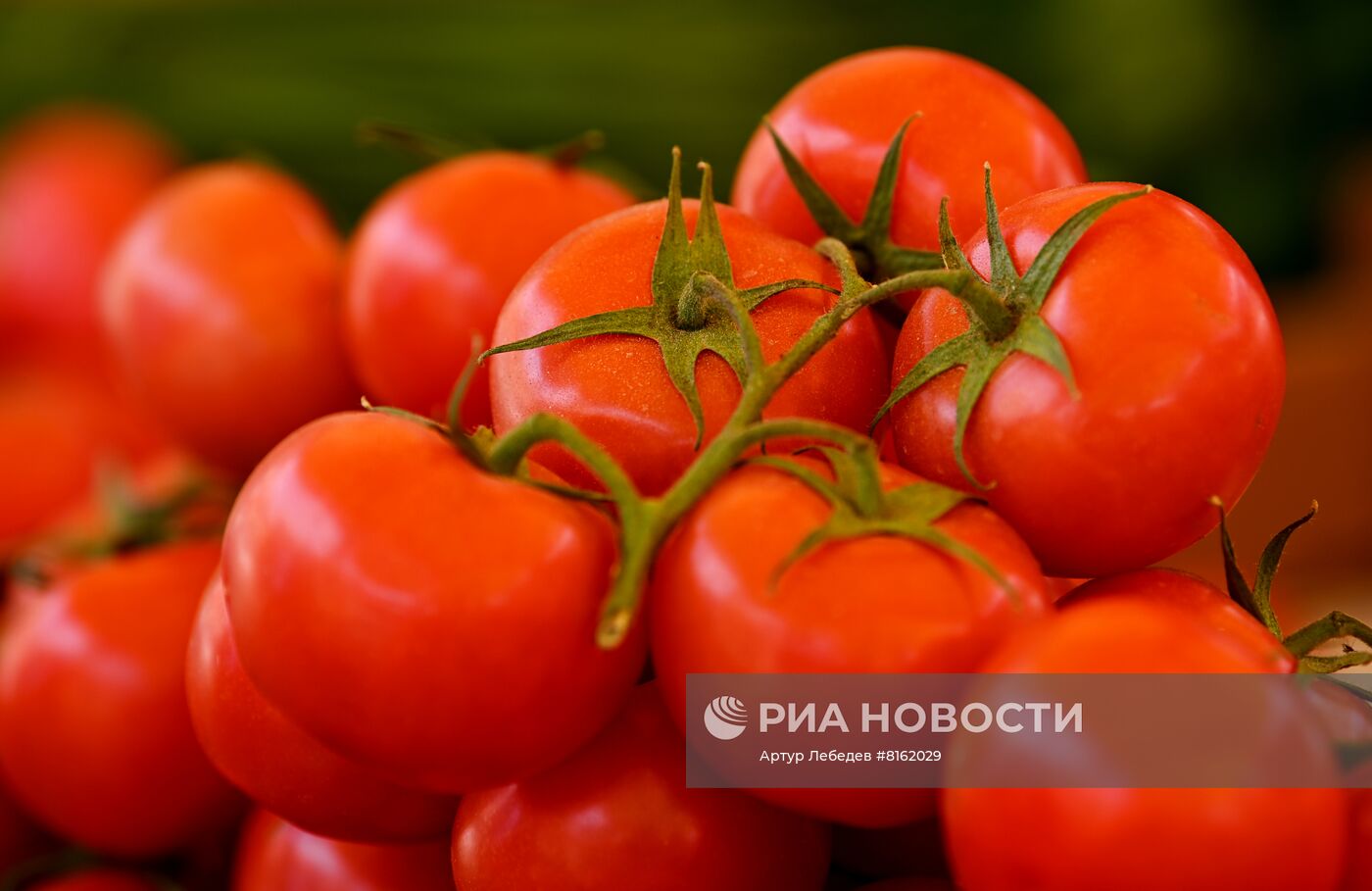 Продуктовая ярмарка в Сочи