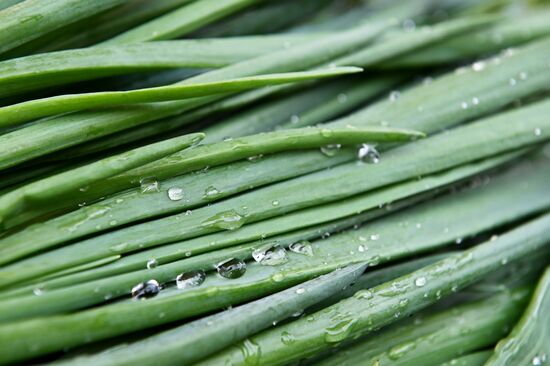 Продуктовая ярмарка в Сочи