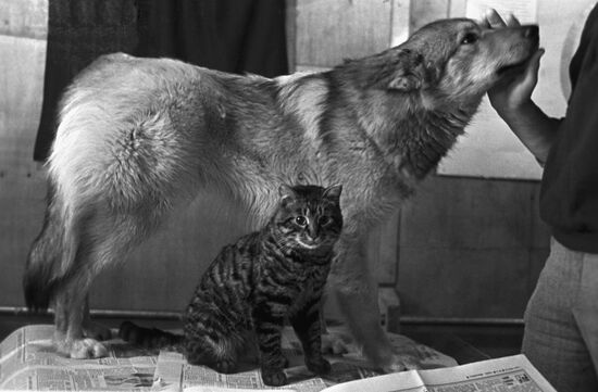 Собака и кошка в одном доме