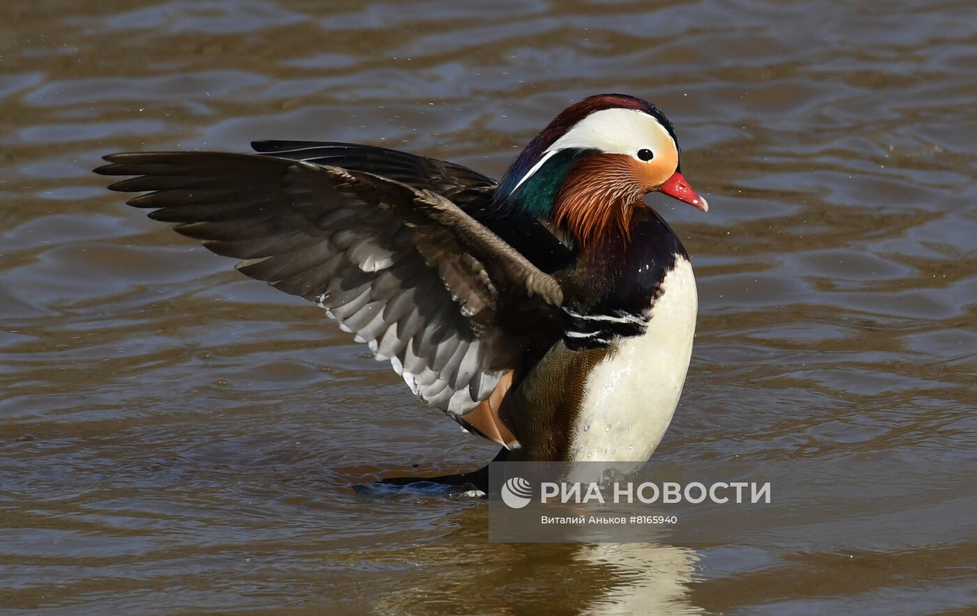 Краснокнижные утки-мандаринки в пригороде Владивостока