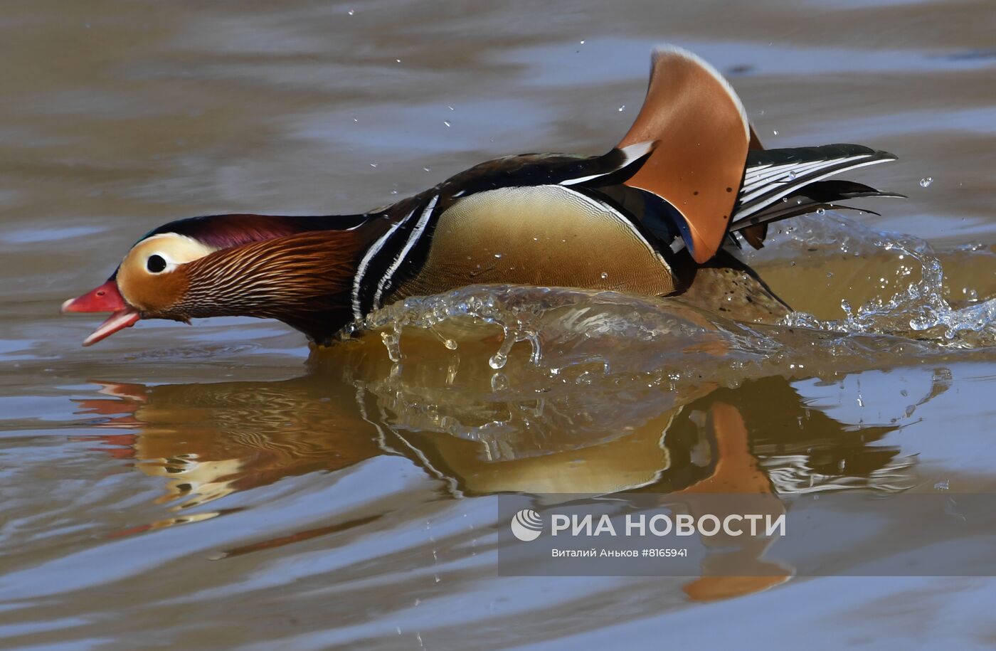 Краснокнижные утки-мандаринки в пригороде Владивостока