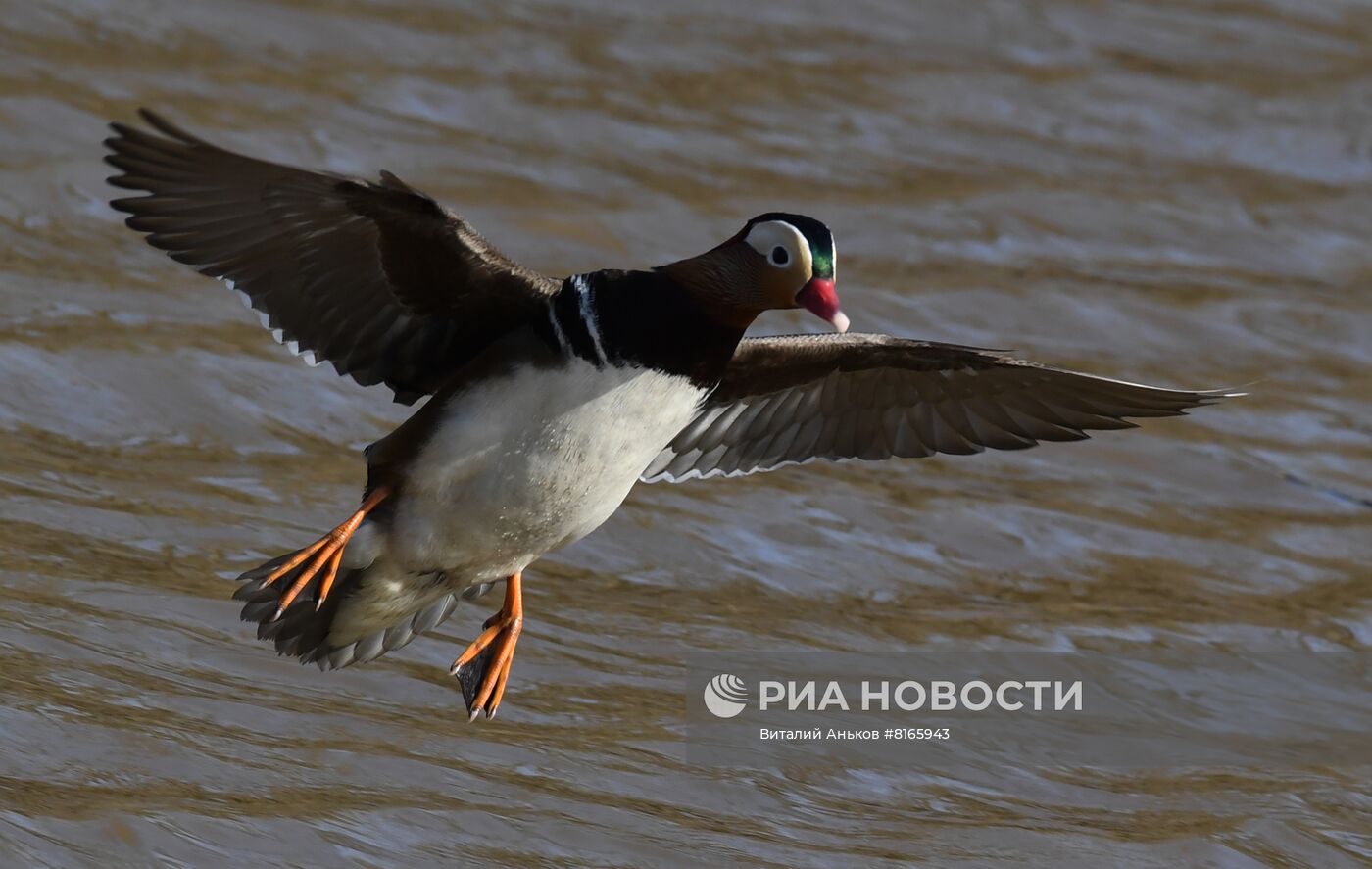 Краснокнижные утки-мандаринки в пригороде Владивостока