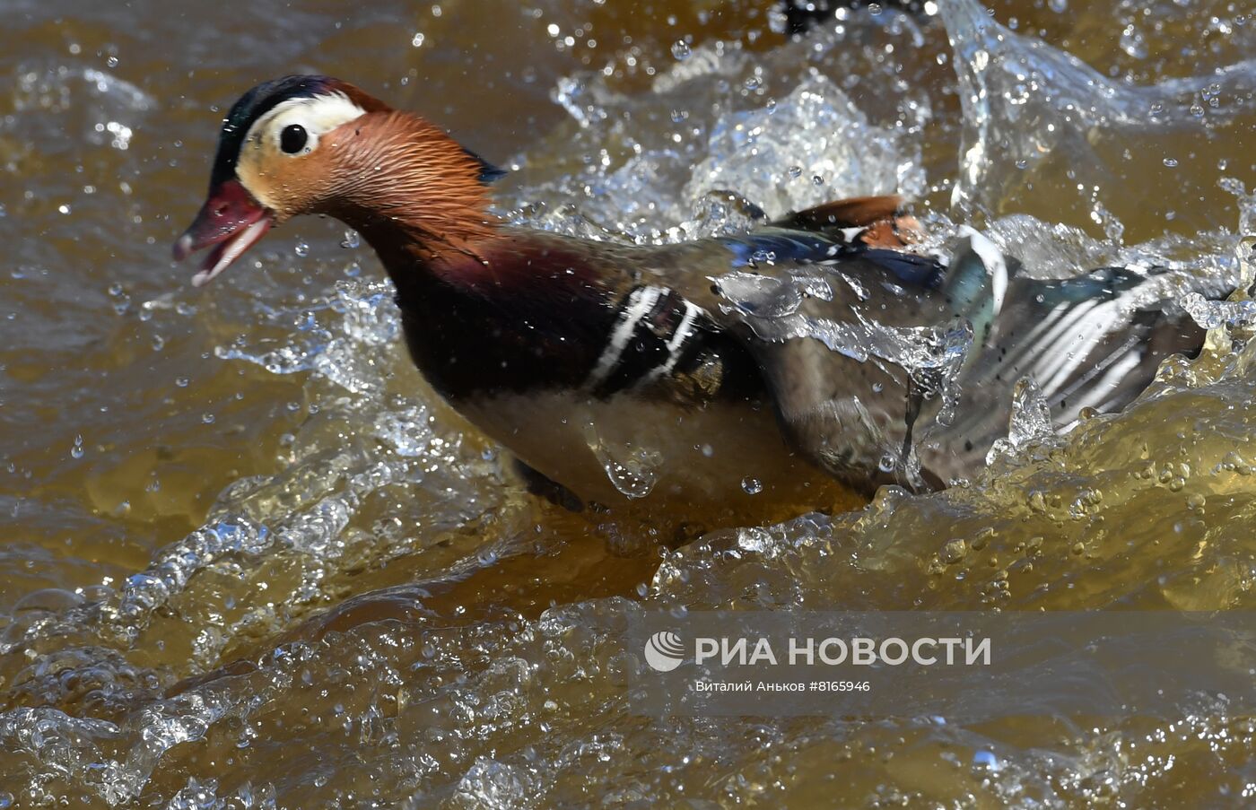 Краснокнижные утки-мандаринки в пригороде Владивостока